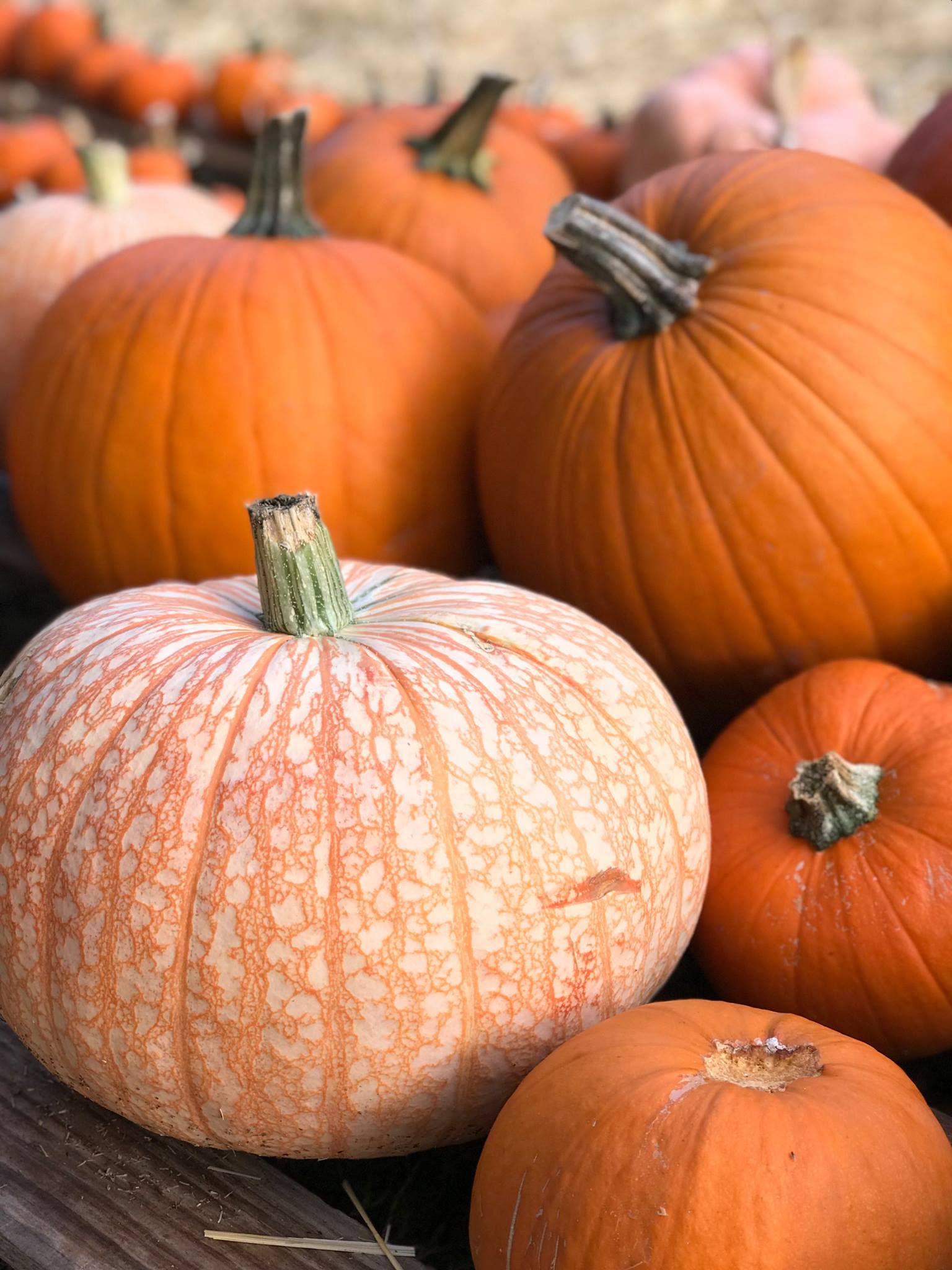 fall pumpkin carving