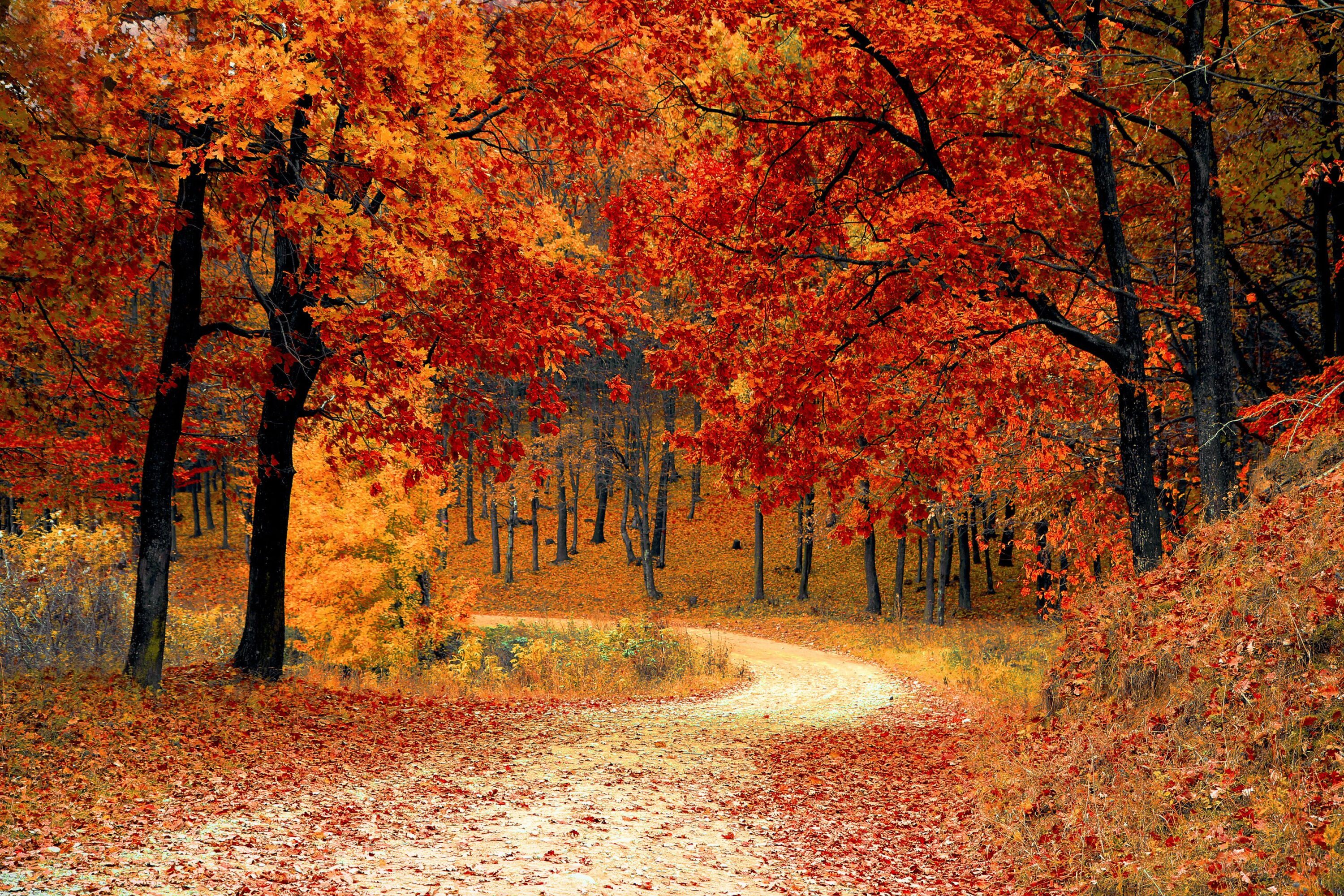 fall autumn decor inspiration